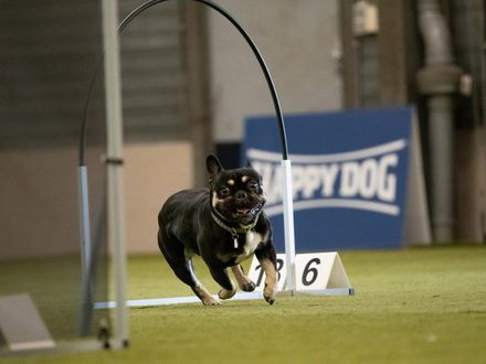 Groepsles Hooper lessenreeks (initiatie/beginner)
